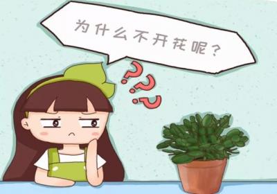 养花不开花,原来是盆里缺了它,加一点马上开爆盆！