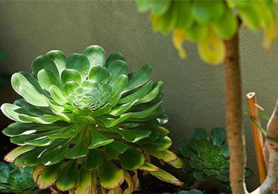大叶莲花掌的四季养护方法