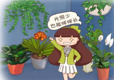 家里来盆它,冬天没太阳也能绿得冒油,叶子又大又亮！