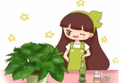 啤酒浇花加片药,绿萝3天蹿上墙,长寿能开4、5次！