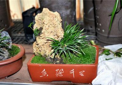石菖蒲的养殖方法及注意事项