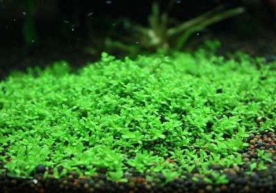 迷你矮珍珠的种植方法