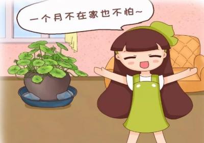 赶紧学会！传承50年的养花绝招,即将失传！