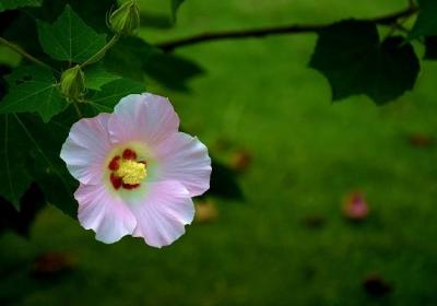 木芙蓉种子怎么种
