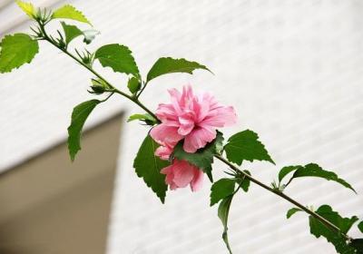 木槿种子怎么种
