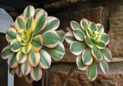 花叶寒月夜的繁殖方法
