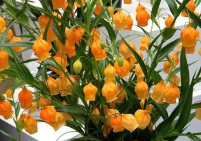 宫灯百合种子怎么种