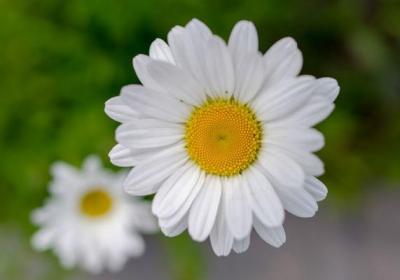 玛格丽特花怎么过冬