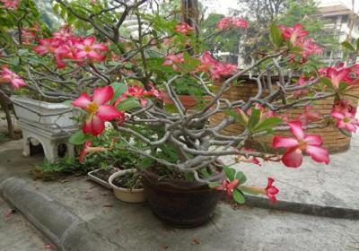 沙漠玫瑰什么时候开花