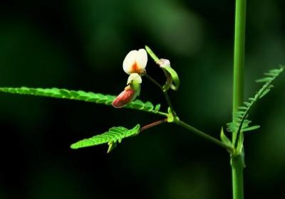 豆茶决明的播种方法