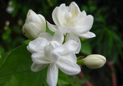茉莉花冬季室内能开花吗