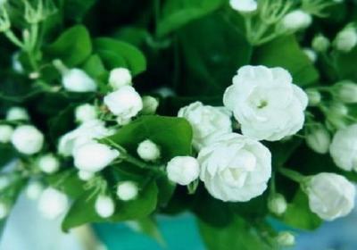 怎样在冬季养活茉莉花
