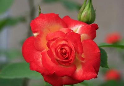 月季花冬季怎么修剪
