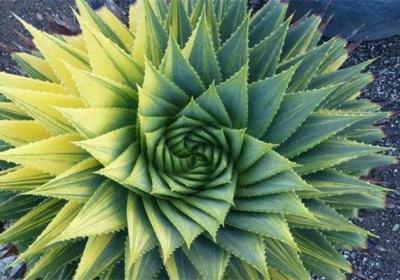 多叶芦荟有毒吗