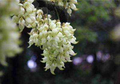 朱雀花的盆栽制作