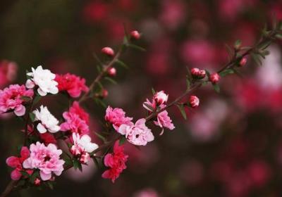 松红梅怎么施肥