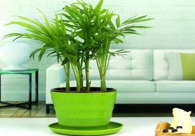 袖珍椰子怎么养长得快
