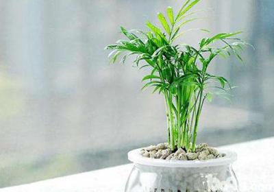 袖珍椰子怎么修剪
