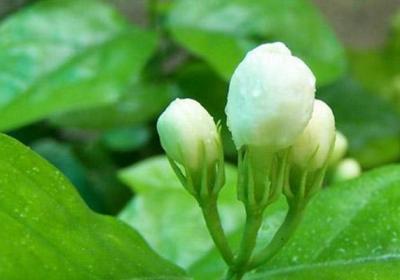 茉莉花冬天需要剪枝吗？