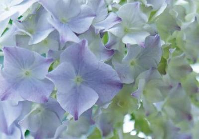 绣球花怎么过冬
