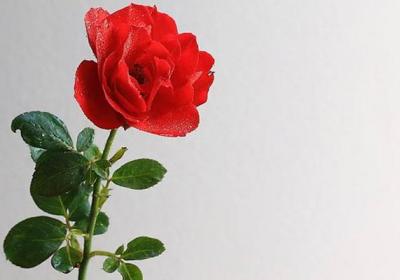 月季花冬季怎么施肥