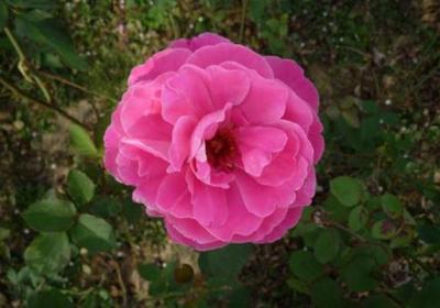 藤本月季不开花怎么办