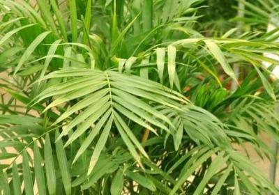 夏威夷椰子怎么浇水