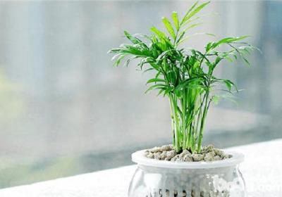 袖珍椰子多久浇一次水