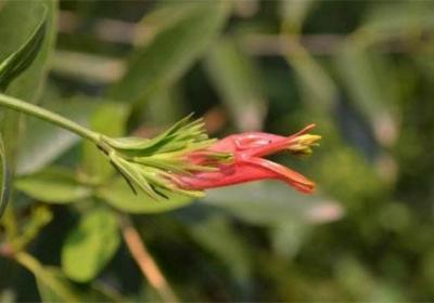 鳄嘴花怎么繁殖