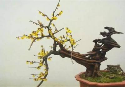 梅花的冬天养殖禁忌