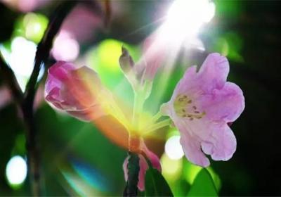 云锦杜鹃的修剪与花期控制