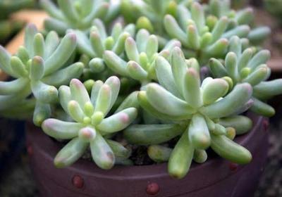 玉米石怎么施肥
