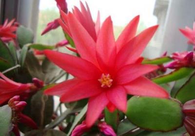 假昙花花谢后怎么管理