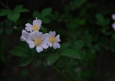 野蔷薇花怎么繁殖