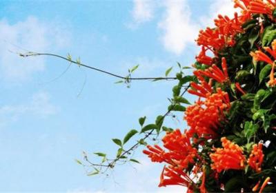 如何使炮仗花在圣诞开花