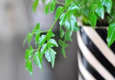 幸福树多久浇一次水