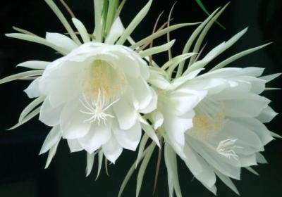 昙花冬季怎么养