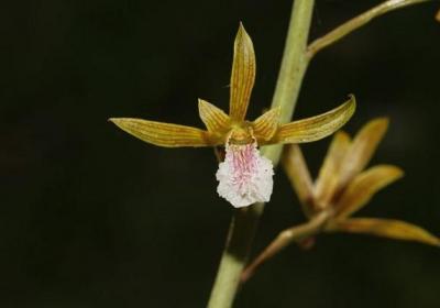 美冠兰怎么浇水