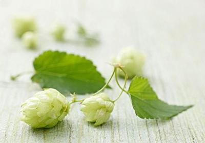 啤酒花的繁殖方式