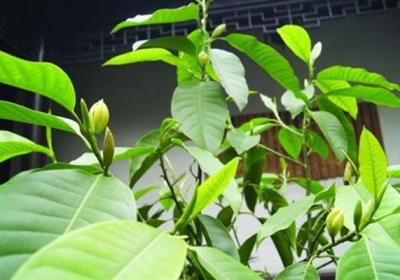 盆栽白兰花冬季怎么浇水