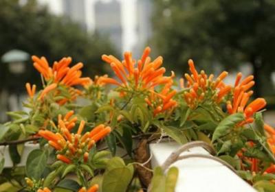 炮仗花的冬天养殖禁忌