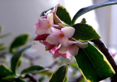 冬季盆栽瑞香花怎么养