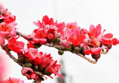 冬天养殖木棉的禁忌