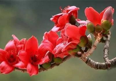 如何使木棉在元旦开花
