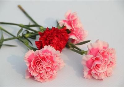 冬季植物缺少光照怎么办