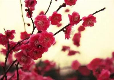 如何使梅花在元旦开花