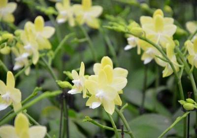大花蕙兰怎样复花？