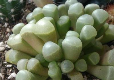 五十铃玉裂开了怎么办