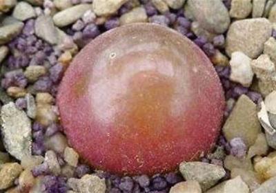 多肉灯泡怎么浇水