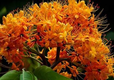 无忧花怎么种植